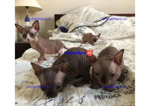 Gezonde mannelijke en vrouwelijke Sphynx-kittens Op zoek naar nieuwe huizen