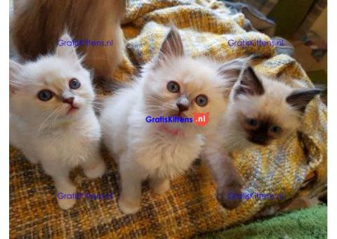 Mannelijke en vrouwelijke Ragdoll-kittens