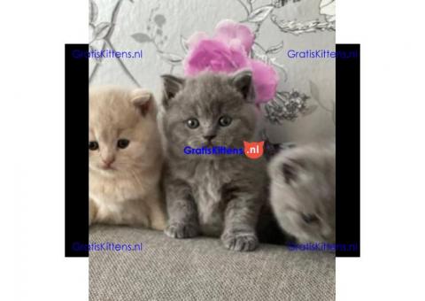 Schattige Britse korthaar kittens
