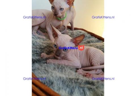 Mooie Sphynx-kittens voor adoptie