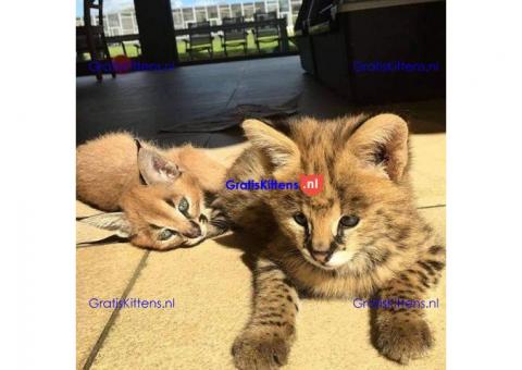 Serval, caracal, savanne kitten
