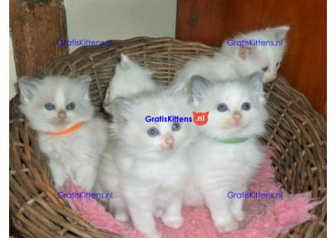 Lieve Ragdoll kittens te koop