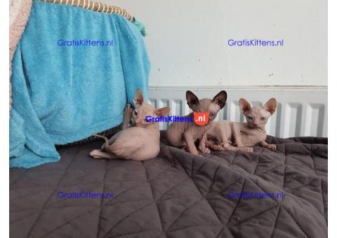 Mooie Sphynx-kittens voor adoptie