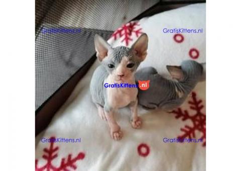 Raszuivere Sphynx-kittens