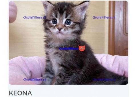 Maine coon kittens gratis