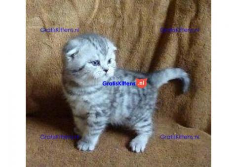 Munchkin-kittens te koop