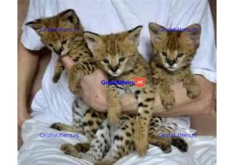 Serval,caracal,savannah kitten