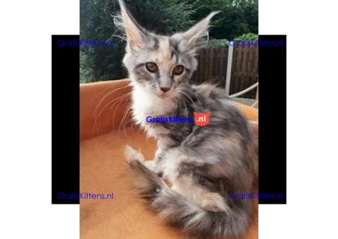 Maine coon kopen en venta