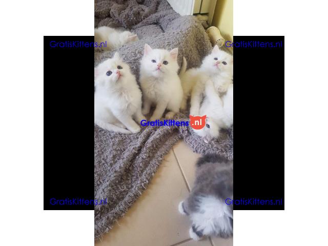 Alle witte ragdoll-puppy's van 2 maanden oud te koop