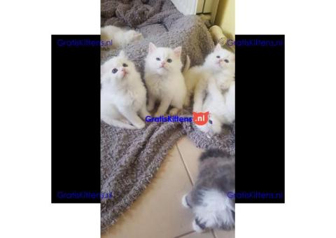 Alle witte ragdoll-puppy's van 2 maanden oud te koop