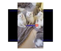 Alle witte ragdoll-puppy's van 2 maanden oud te koop