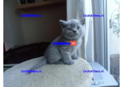 Leuke Brits Blauwe Korthaar kittens