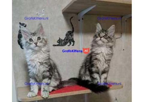 Onze twee schattige Maine Coon kittens zijn er klaar voor