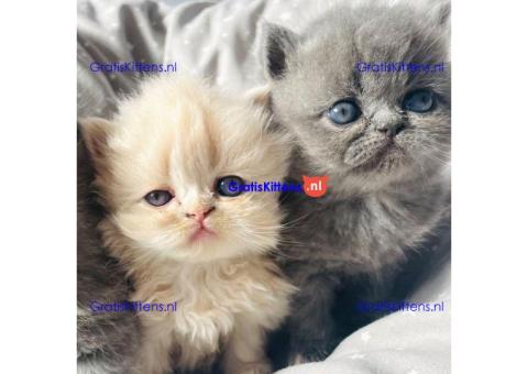 Adorable Persian kitten