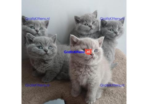 British Shorthair kittens