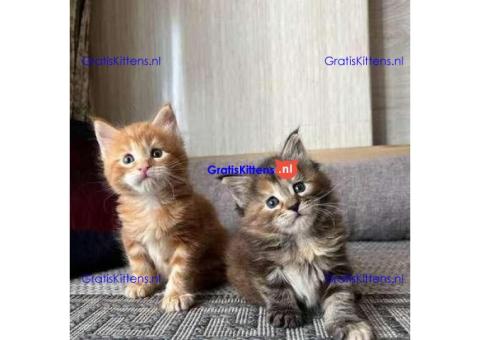 schattige Maine Coon-kittens zijn klaar