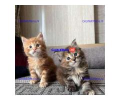 schattige Maine Coon-kittens zijn klaar