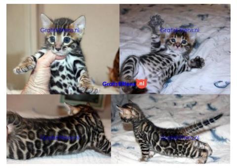 Bengaalse kittens beschikbaar