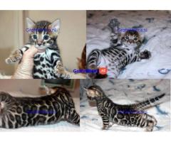 Bengaalse kittens beschikbaar