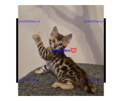 Super bengaalse kittens