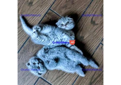 Speels en actief nestje Scottish Fold Kittens+31637889230