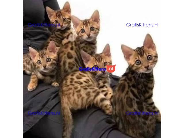 We hebben prachtige Bengaalse poesjes die op zoek zijn naar hun forever home