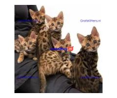 We hebben prachtige Bengaalse poesjes die op zoek zijn naar hun forever home