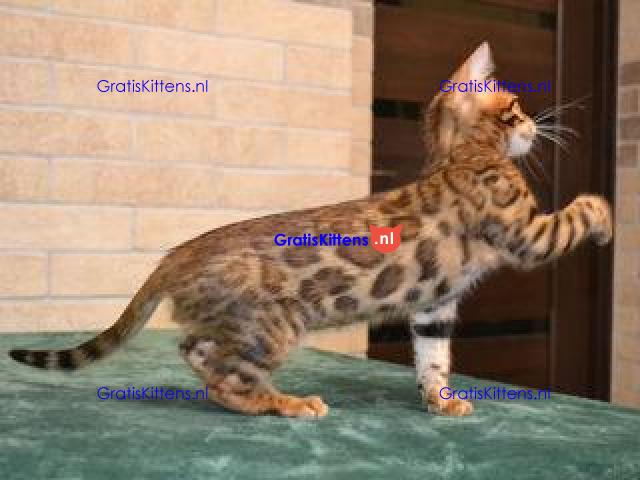 We hebben prachtige Bengaalse poesjes die op zoek zijn naar hun forever home