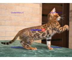 We hebben prachtige Bengaalse poesjes die op zoek zijn naar hun forever home