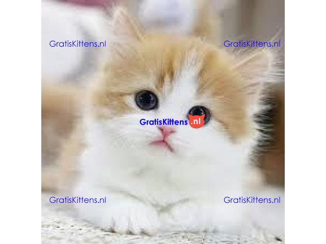 Mooie munchkin klaar voor mooie huizen.