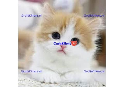Mooie munchkin klaar voor mooie huizen.