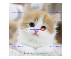 Mooie munchkin klaar voor mooie huizen.