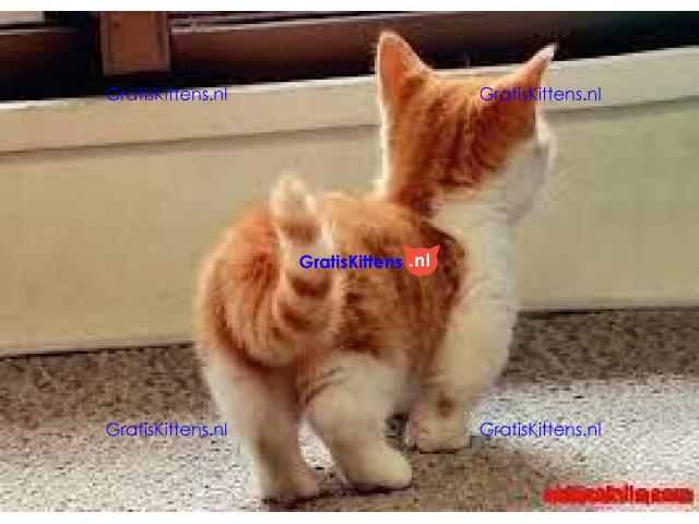 Mooie munchkin klaar voor mooie huizen.