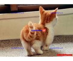 Mooie munchkin klaar voor mooie huizen.