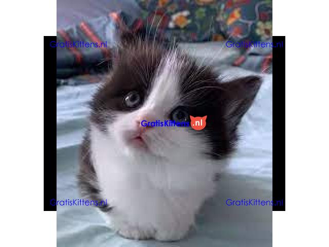 Mooie munchkin klaar voor mooie huizen.