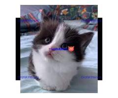 Mooie munchkin klaar voor mooie huizen.