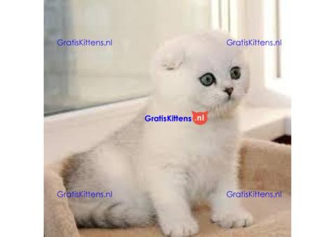 Glorieuze en lieve pluche Schotse kittens, katten en