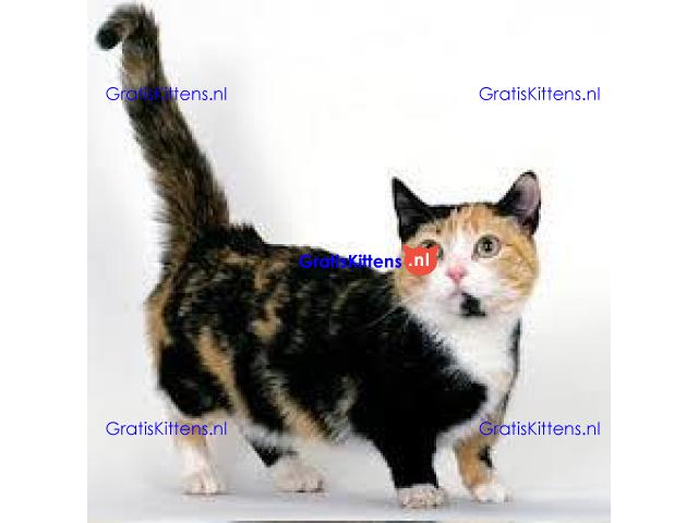 Mooie munchkin klaar voor mooie huizen. Kittens leven in