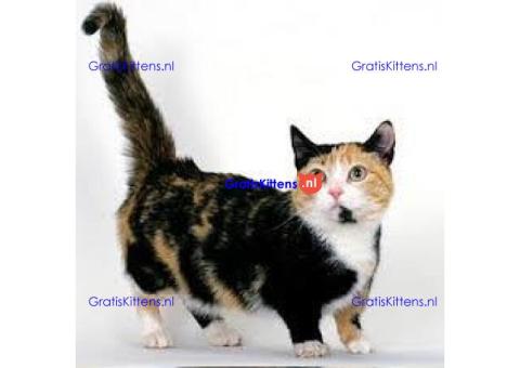 Mooie munchkin klaar voor mooie huizen. Kittens leven in