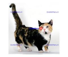 Mooie munchkin klaar voor mooie huizen. Kittens leven in