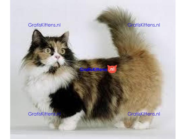 Mooie munchkin klaar voor mooie huizen. Kittens leven in