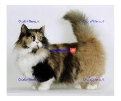 Mooie munchkin klaar voor mooie huizen. Kittens leven in