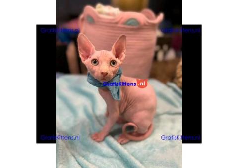 Sphynx-kittens  +31637889230