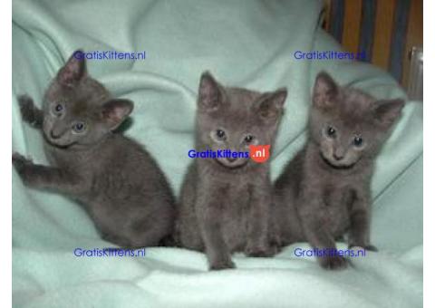 Russische Blues Kitten te koop