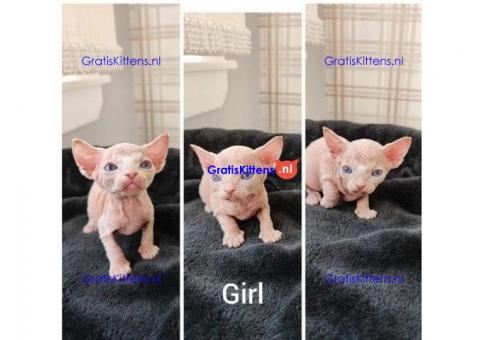 Mooie Sphynx Kittens beschikbaar voor verkoop