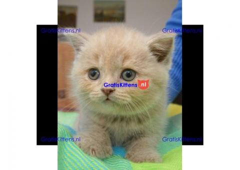 Brits korthaar kittens met zuiver witte stamboom