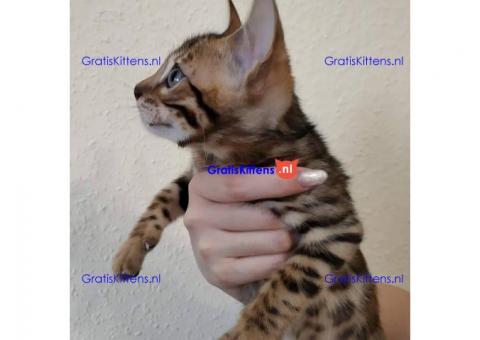 Goed gesocialiseerde Savannah F1 en F2 kittens beschikbaar