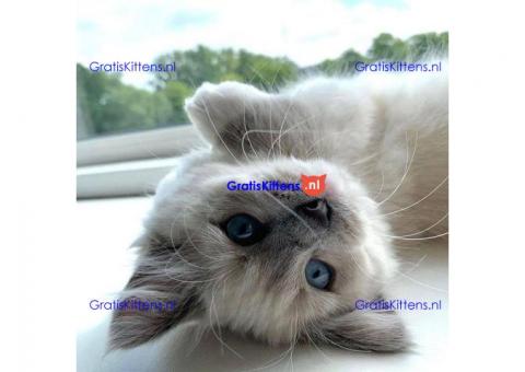 Rasechte Ragdoll-kittens