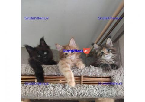 Charmant Maine Coon Kitten Ter adoptie