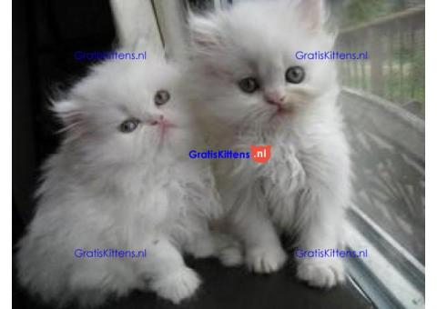 Schattig Perzisch katje
